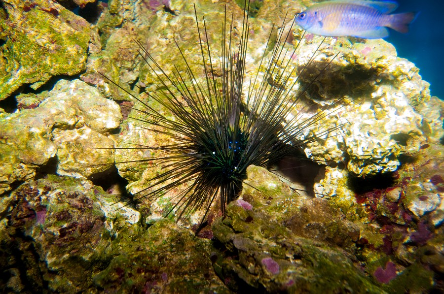 Black Longspine Urchin (Diadema setosum) in Aquarium, against Reef background